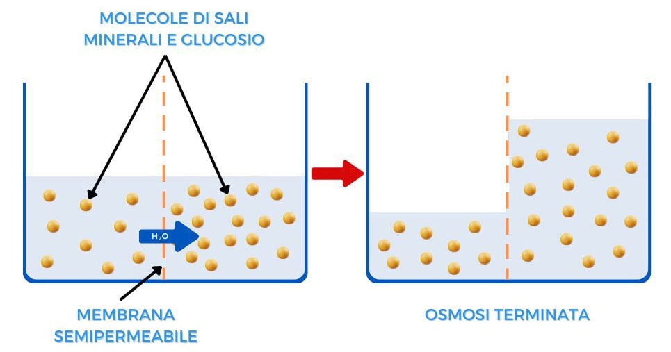 Osmosi